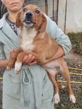 MAYA, Hund, Mischlingshund in Rumänien - Bild 18
