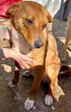 MAYA, Hund, Mischlingshund in Rumänien - Bild 2
