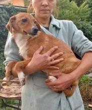MAYA, Hund, Mischlingshund in Rumänien - Bild 24