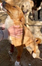 MAYA, Hund, Mischlingshund in Rumänien - Bild 3