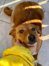 MAYA, Hund, Mischlingshund in Rumänien - Bild 9