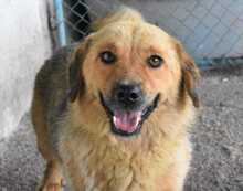 SWIPP, Hund, Mischlingshund in Rumänien - Bild 1