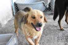 SWIPP, Hund, Mischlingshund in Rumänien - Bild 3