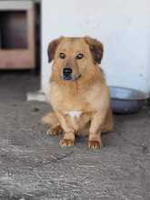 SWIPP, Hund, Mischlingshund in Rumänien - Bild 4