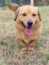 SWIPP, Hund, Mischlingshund in Rumänien - Bild 5