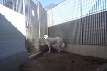DANTE, Hund, Maremmano-Mix in Italien - Bild 34
