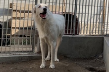 DANTE, Hund, Maremmano-Mix in Italien - Bild 35