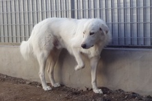 DANTE, Hund, Maremmano-Mix in Italien - Bild 36