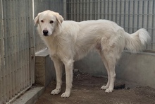 DANTE, Hund, Maremmano-Mix in Italien - Bild 37