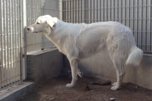 DANTE, Hund, Maremmano-Mix in Italien - Bild 38