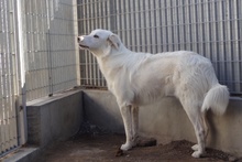 DANTE, Hund, Maremmano-Mix in Italien - Bild 39