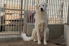 DANTE, Hund, Maremmano-Mix in Italien - Bild 40