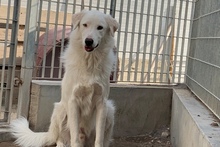 DANTE, Hund, Maremmano-Mix in Italien - Bild 41