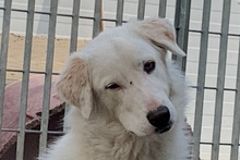 DANTE, Hund, Maremmano-Mix in Italien - Bild 42