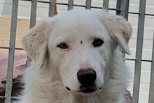 DANTE, Hund, Maremmano-Mix in Italien - Bild 43