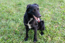 FREDERIC, Hund, Mischlingshund in Kroatien - Bild 2
