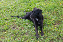 FREDERIC, Hund, Mischlingshund in Kroatien - Bild 5