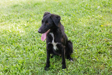 FREDERIC, Hund, Mischlingshund in Kroatien - Bild 6
