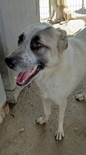 KARLA, Hund, Mischlingshund in Griechenland - Bild 1