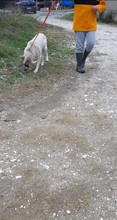 KARLA, Hund, Mischlingshund in Griechenland - Bild 10