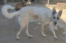 KARLA, Hund, Mischlingshund in Griechenland - Bild 12
