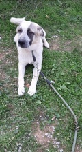 KARLA, Hund, Mischlingshund in Griechenland - Bild 14
