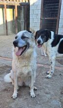 KARLA, Hund, Mischlingshund in Griechenland - Bild 2