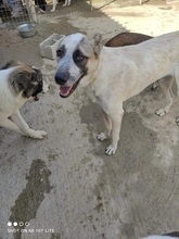 KARLA, Hund, Mischlingshund in Griechenland - Bild 3