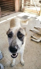 KARLA, Hund, Mischlingshund in Griechenland - Bild 5