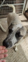 KARLA, Hund, Mischlingshund in Griechenland - Bild 6