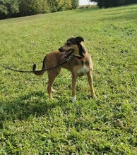 LUNARIA, Hund, Mischlingshund in Gießen - Bild 2