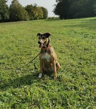LUNARIA, Hund, Mischlingshund in Gießen - Bild 9