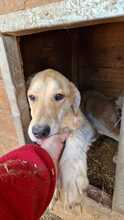 MARRY, Hund, Mischlingshund in Rumänien - Bild 3