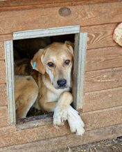 MOJO, Hund, Mischlingshund in Rumänien - Bild 10