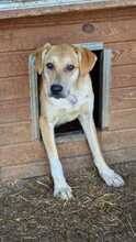 MOJO, Hund, Mischlingshund in Rumänien - Bild 12