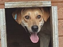 MOJO, Hund, Mischlingshund in Rumänien - Bild 3
