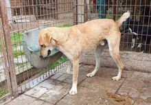 MOJO, Hund, Mischlingshund in Rumänien - Bild 4