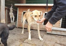 MOJO, Hund, Mischlingshund in Rumänien - Bild 5