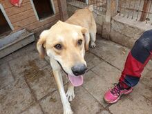 MOJO, Hund, Mischlingshund in Rumänien - Bild 6