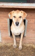 MOJO, Hund, Mischlingshund in Rumänien - Bild 7