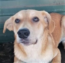 MOJO, Hund, Mischlingshund in Rumänien - Bild 8