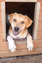 MOJO, Hund, Mischlingshund in Rumänien - Bild 9