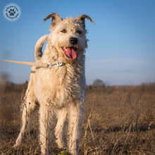 GYÖMBER, Hund, Mischlingshund in Ungarn - Bild 1