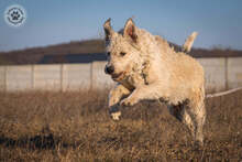 GYÖMBER, Hund, Mischlingshund in Ungarn - Bild 3