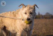 GYÖMBER, Hund, Mischlingshund in Ungarn - Bild 5