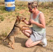 TONINO, Hund, Mischlingshund in Spanien - Bild 2
