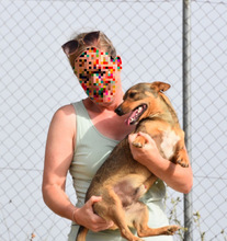 TONINO, Hund, Mischlingshund in Spanien - Bild 3