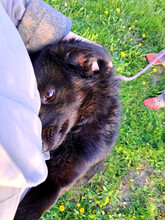 BINGO, Hund, Mischlingshund in Kroatien - Bild 1