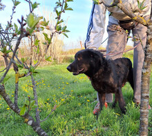 BINGO, Hund, Mischlingshund in Kroatien - Bild 3