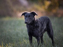 BINGO, Hund, Mischlingshund in Kroatien - Bild 4